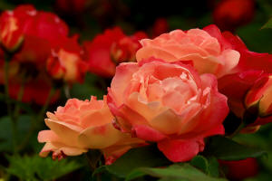 fotokurs aschaffenburg