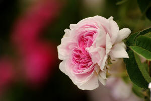 fotokurse rosen blumenfotografie 