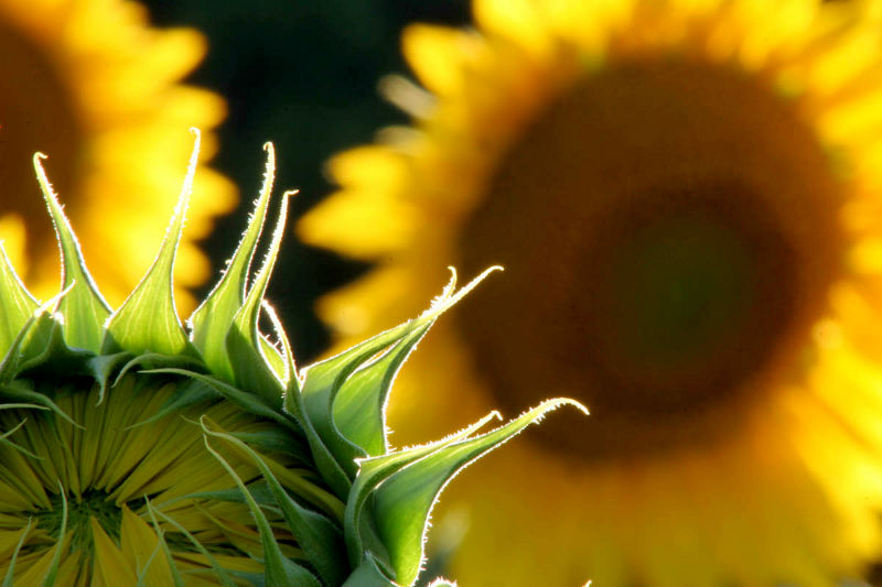 fotoworkshop sonnenblumen blumenfotografie erfurt thüringen