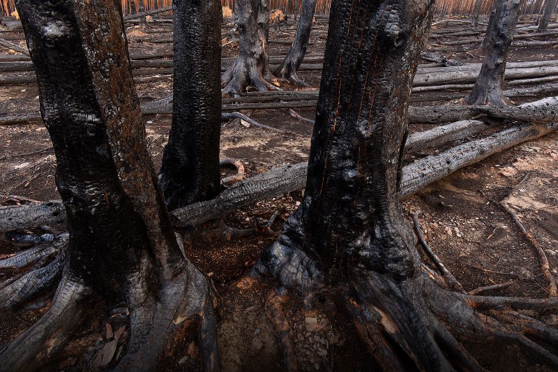 Fotokurs Waldbrannt, toter Wald, Waldsterben