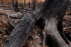 Fotokurs Waldbrannt, toter Wald, Waldsterben