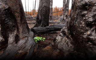 Fotokurs Waldbrannt, toter Wald, Waldsterben