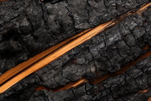 Fotokurs Waldbrannt, toter Wald, Waldsterben