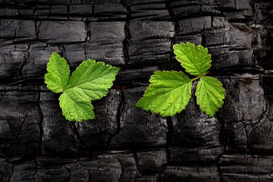 Fotokurs Waldbrannt, toter Wald, Waldsterben