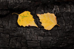 Fotokurs Waldbrannt, toter Wald, Waldsterben