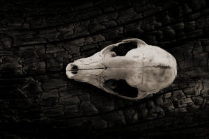 Fotokurs Waldbrannt, toter Wald, Waldsterben