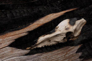 Fotokurs Waldbrannt, toter Wald, Waldsterben