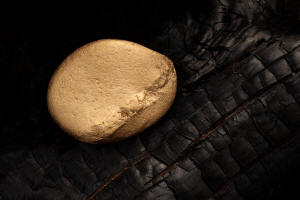 Fotokurs Waldbrannt, toter Wald, Waldsterben