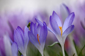 fotokurs makrofotografie