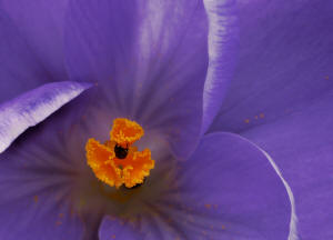 fotokurs makrofotografie