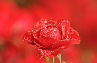 fotokurs makrofotografie hessen rosen